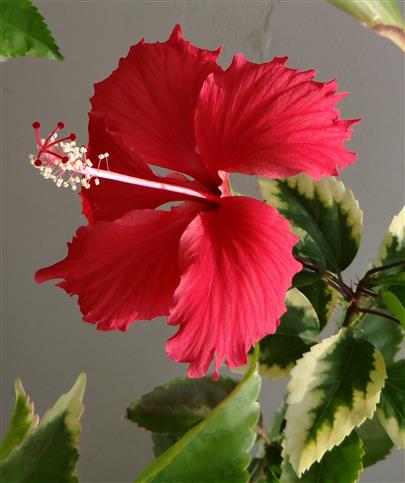 Hibiscus rosa-sinensis